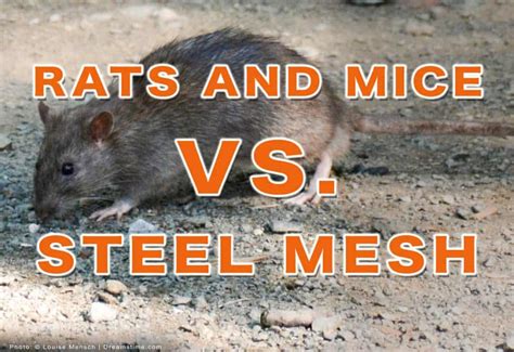 can mice chew through sheet metal|can rats chew through plexiglass.